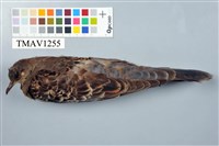 藏品(金背鳩)的圖片